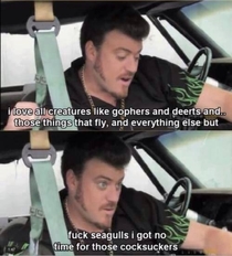 Fuck seagulls