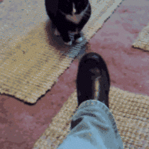 Fuck your shoe