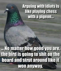 Fucking pigeons
