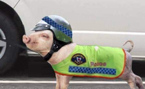 Fully - trained crack pigs Tasmania Police