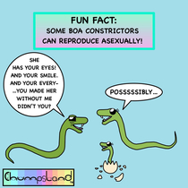 Fun Fact About Boas 