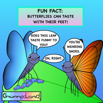 Fun Fact about Butterflies 