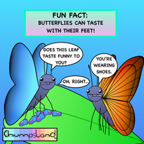 Fun Fact about Butterflies 