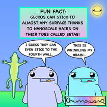 Fun Fact About Geckos 