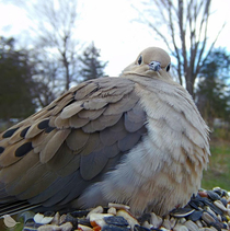 funny bird