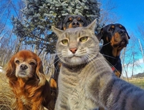 Funny cat selfie with friends