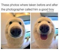 Funny Dog Before and After