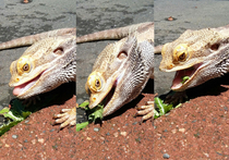 Funny photos of my bearded dragon eating weeds on my driveway