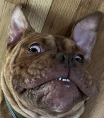 Funny picture of my doggo
