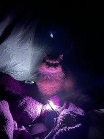 Furgus joining us in the tent He always looks evil