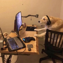 Gamer doggo