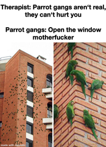 Gang shit