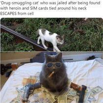 Gangsta Cat