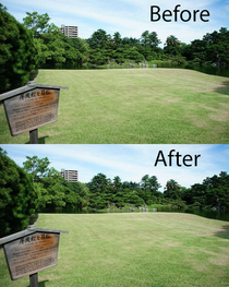 Garbage clean up in Japanese Park Before and After