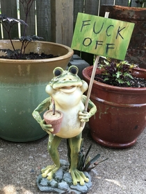 Garden Froggie