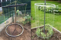 Garden Trellis using bike rims 