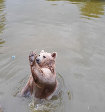 Gary the Bro Bear wants to high five