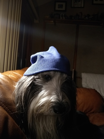 Gave my dog a beanie too She knows her angles