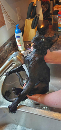 Gave our cat a bath this morning and I think she has had better days