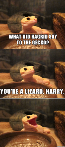 Gecko humor