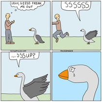 Geese 