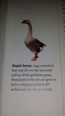 Geese suck period