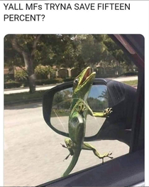 Geico gecko is getting aggressive