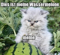 German cat loves watermelons