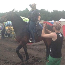 German Police Horse