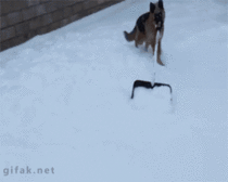 German Shepherd shovels snow