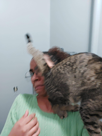 Get a cat they said It would be fun they said