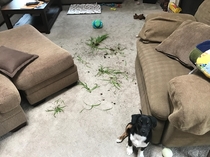 Get a puppy they said