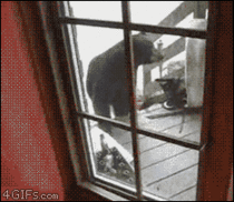 -GET BACK HERE ASSHOLE -Fuck you cat Im a bear