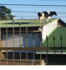 Get off that roof Besty you are a cow not a bird
