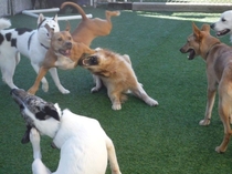 Getting a lil rowdy at doggy day care