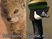 Getting confused between these two animals look heres a handy guide to tell the difference between these  very similar animals