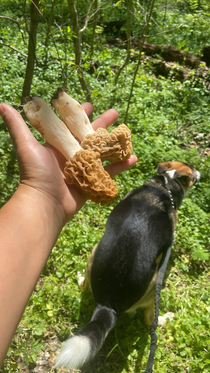 GF found some mushrooms 