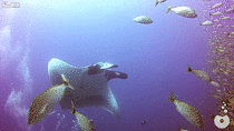Giant Manta Ray tangled in Fishing Line appears to ask for help from divers