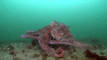 Giant Pacific Octopus Walking