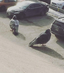 Giant pigeons or tiny cars 