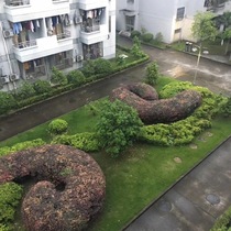 Giants poo on the lawn