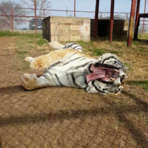 Gigantic tiger yawn