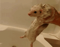 Gimme a sec Just gotta finish soapin the weasel