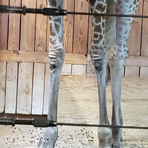 Giraffe knees look like gorilla faces