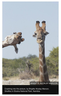 Giraffe photobomb - Comedy Wildlife Photography Awards  finalist