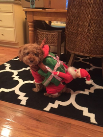 Girlfriend had a misfire with Bentleys Christmas outfit