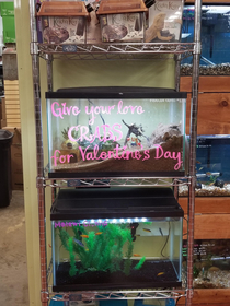 Give your love Crabs for Valentines day
