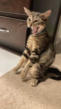 Gizmo- mid yawn