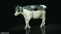 Glass cow