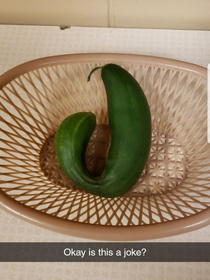 GMO cucumbers are getting out of hand